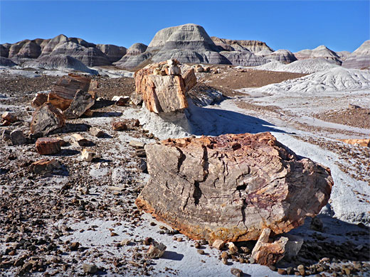 Petrified Forest National Park