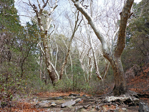 Trees at Bog Springs