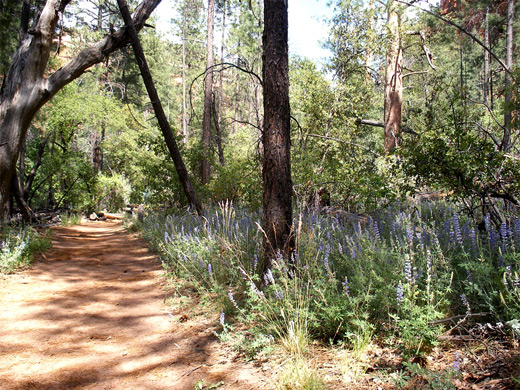 Flowers by the trail