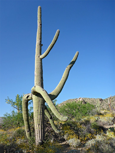 Branched saguaro