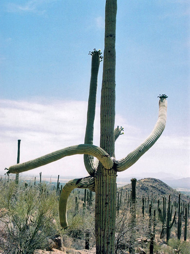 Branched saguaro