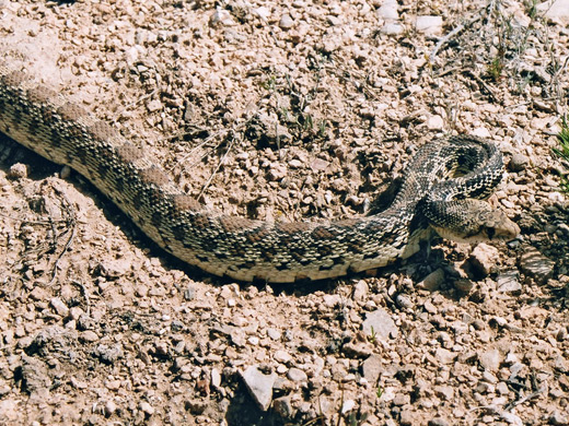 Bullsnake