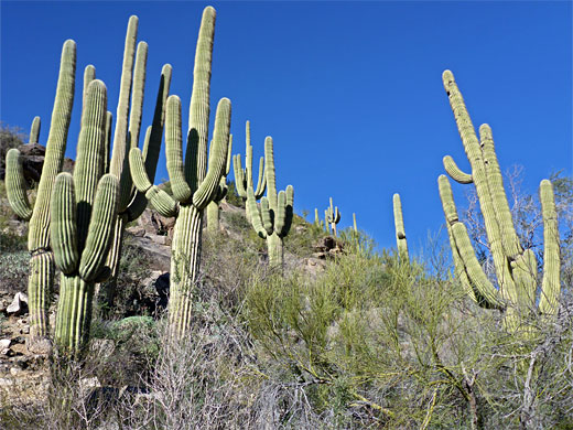 Saguaro and cholla