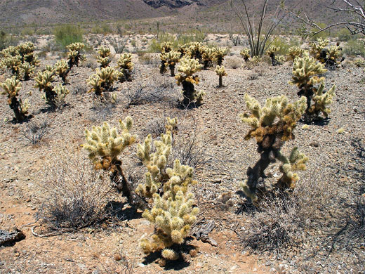 Cholla near Childs Mountain