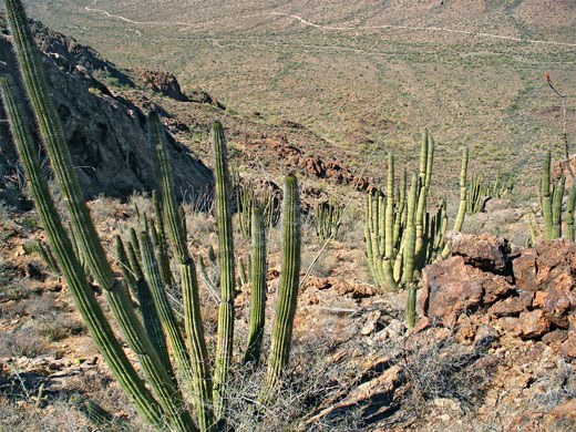 Organ pipes