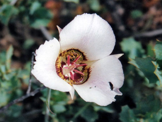 Single flower
