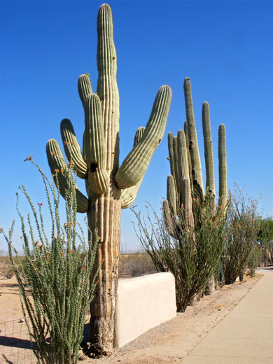 Line of saguaro