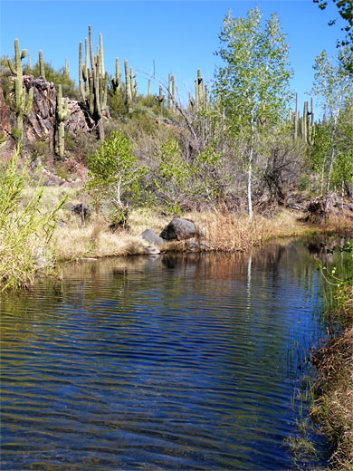 Ripples on Cave Creek