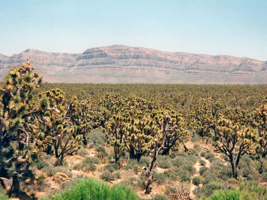 Joshua trees