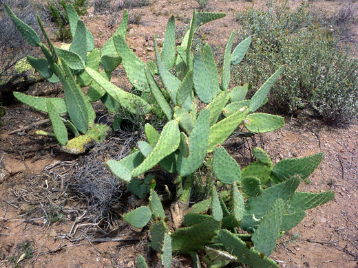 Cows tongue cactus