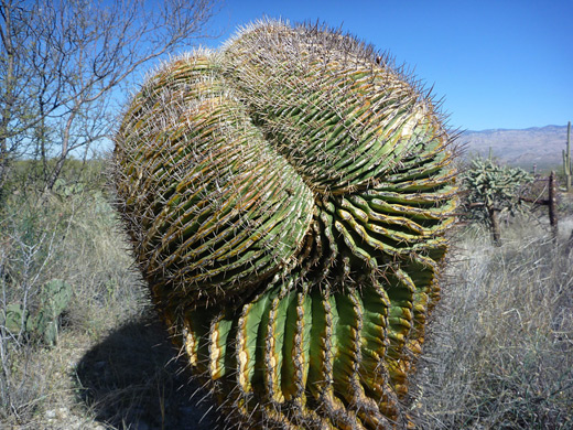 Cristate ferocactus