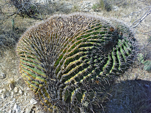 Cristate ferocactus
