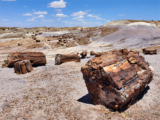 Large logs