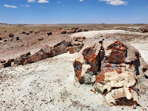 Petrified logs on a white mound