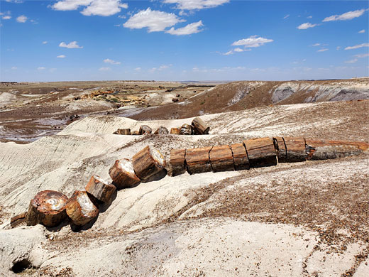 Long petrified log, dividing into sections