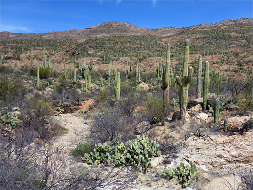 Hope Camp Trail Saguaro National Park Arizona