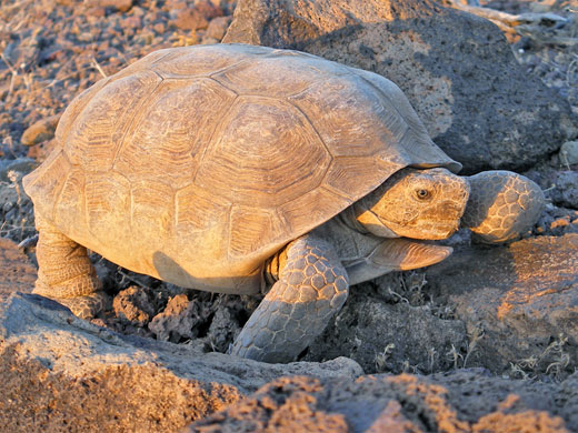 Desert tortoise