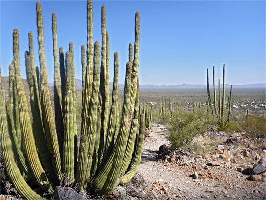 Organ Pipe Cactus National Monument