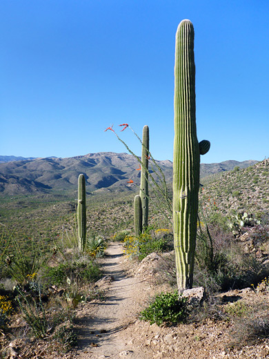 Saguaro and ocotillo