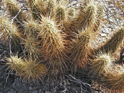 Large cluster