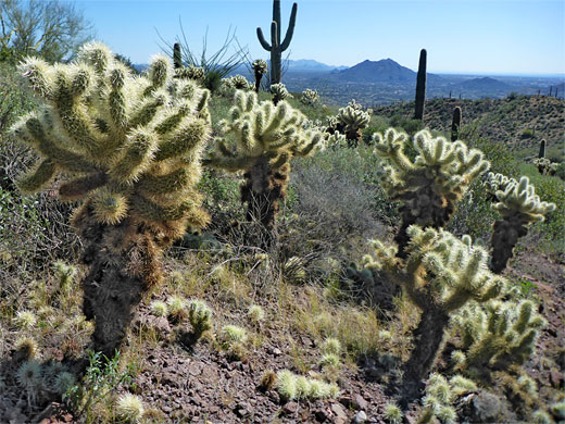 Group of cholla