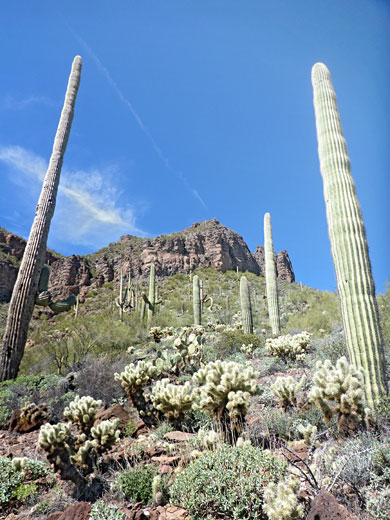 Saguaro and cholla
