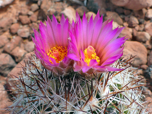 Pink flowers of escobaria vivipara