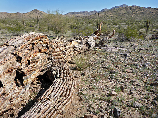 Dead saguaro