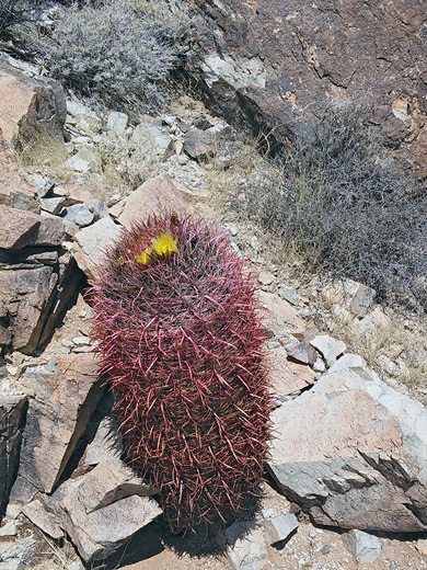 Ferocactus cylindraceus