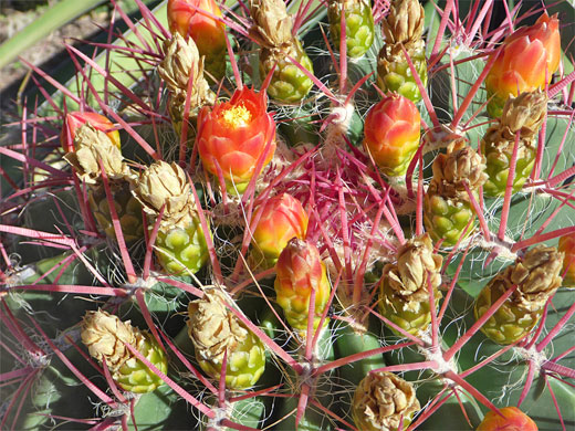 Ferocactus pilosus - flowers and buds