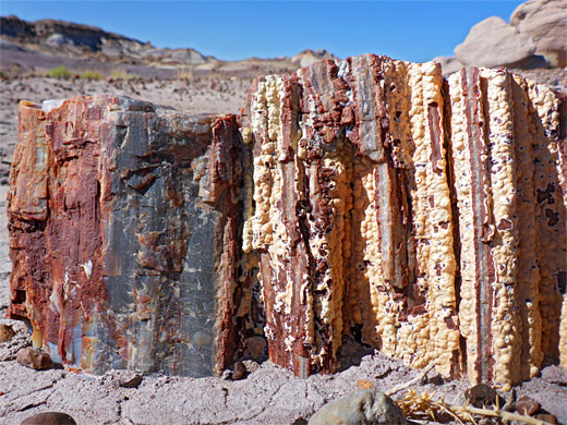 Multicolored petrified log