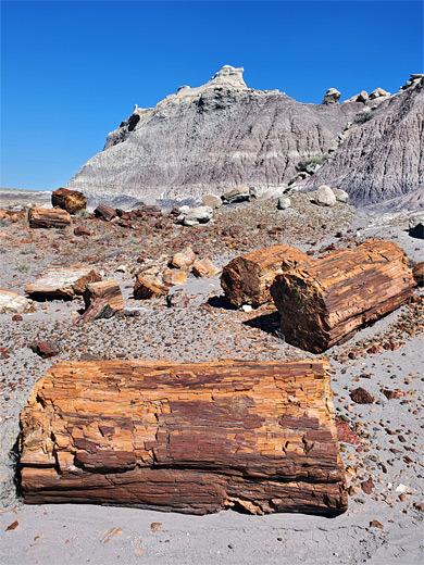 Petrified logs below purplish mounds