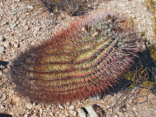 Leaning Sonoran barrel cactus