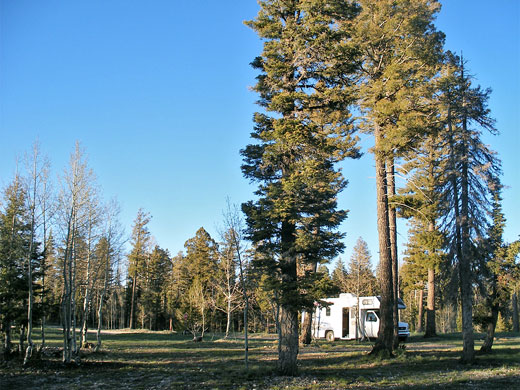 National forest camping, along West Side Road