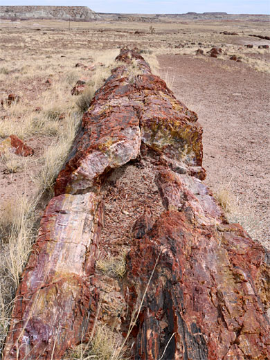 A long log