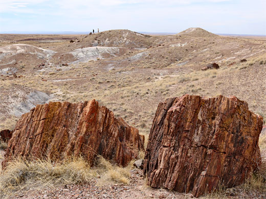 Two large logs