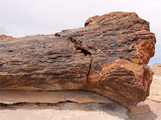 Lower portion of a trunk