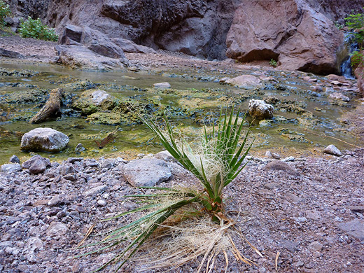 Young palm tree beside the shallow creek