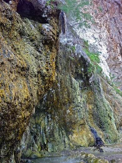 Dripping spring, Goldstrike Canyon