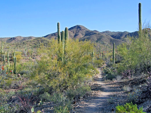 Gould Mine Trail