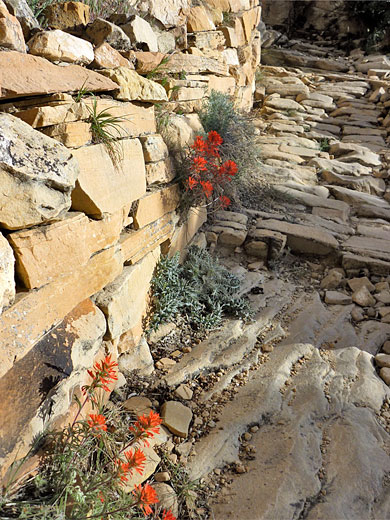 Indian paintbrush