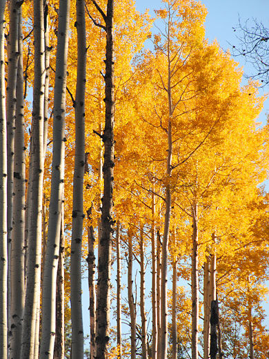 Aspen at Hart Prairie