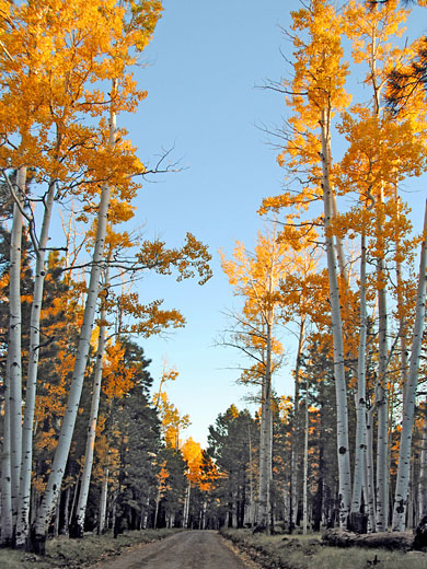 Hart Prairie Road