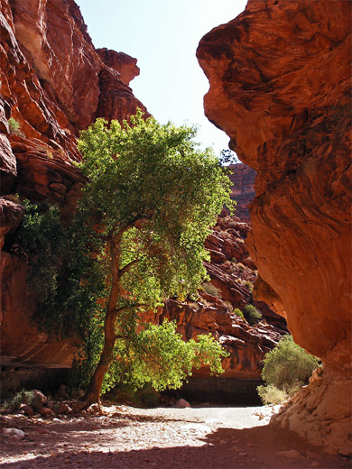 Hualapai Canyon narrows