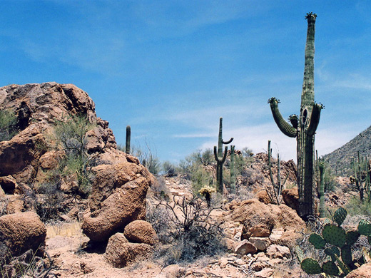 Rocks and saguaro