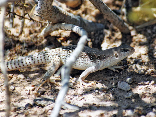 Desert iguana lizard in Palm Canyon