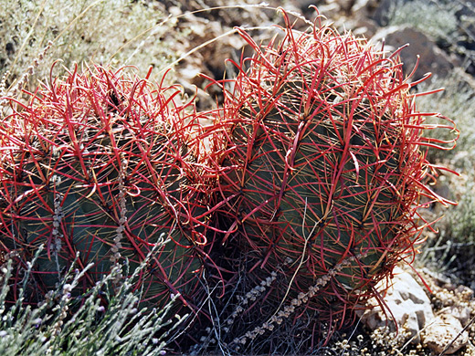 Barrel cactus