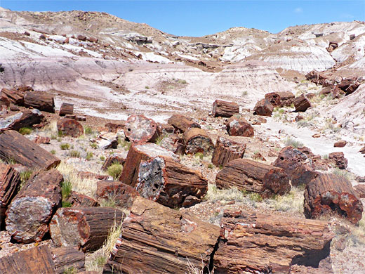 Many logs