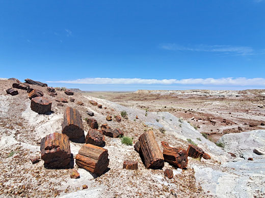 Jasper Forest