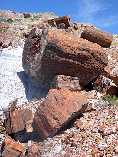 Pile of logs